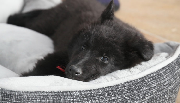 chien noir dans son panier
