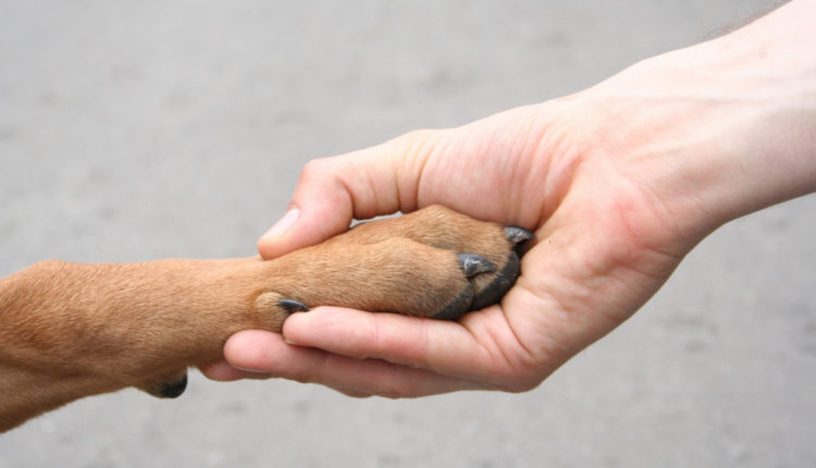 Homme et chien