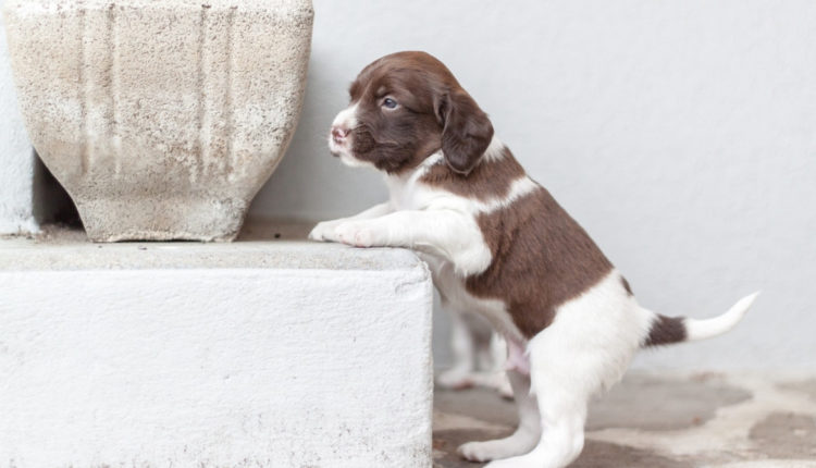 Chiot - Année des P