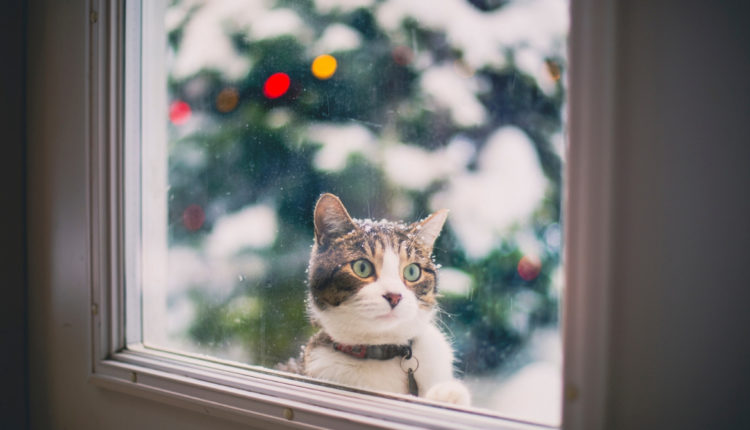 Chat dans le froid