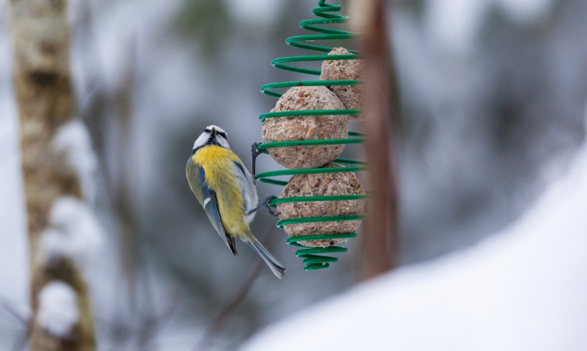 DIY : une boule de graisse maison pour nourrir les oiseaux l'hiver