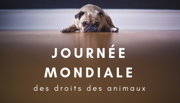 Chien le regard triste