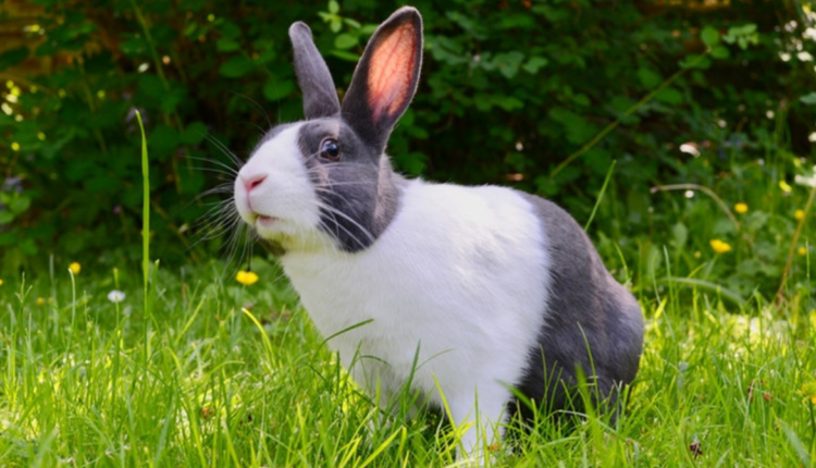 Lapin sur l'herbe