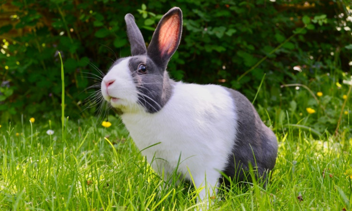 Lapin sur l'herbe