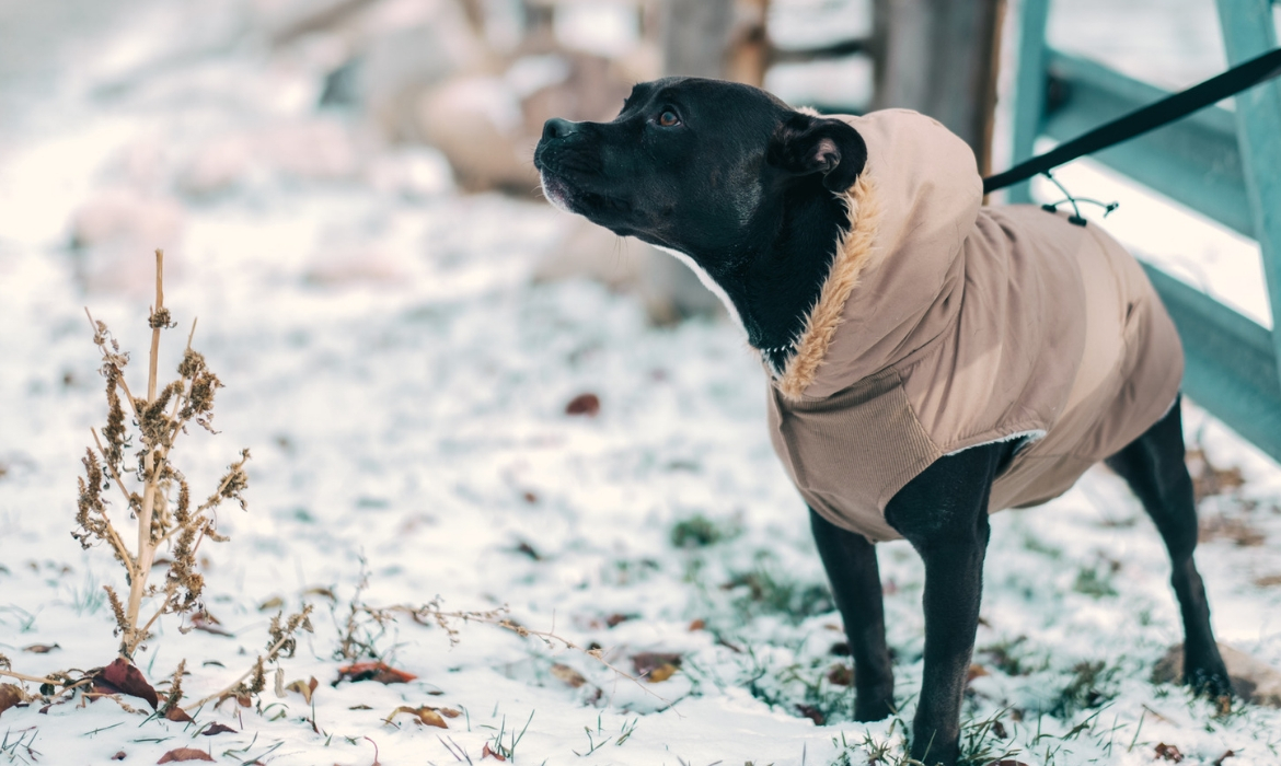 chien dans la neige