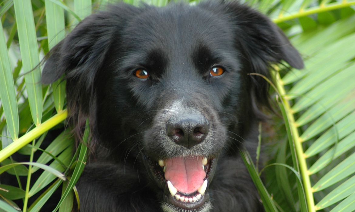 chien dans la jungle