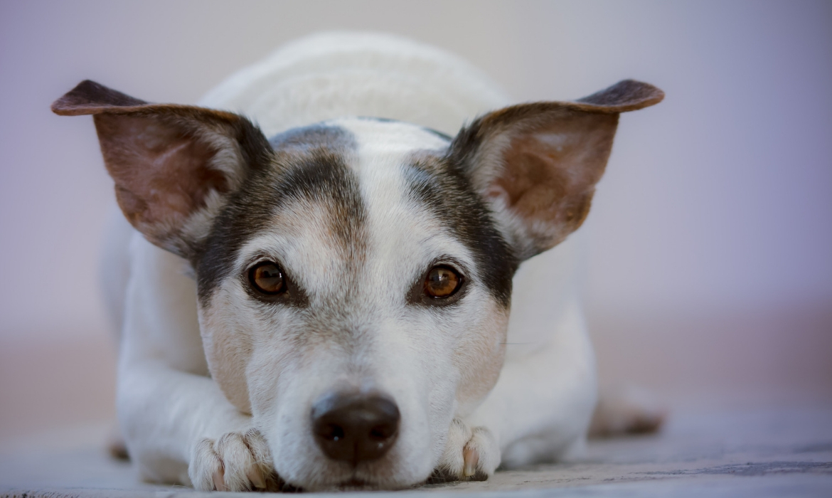 vieux chien