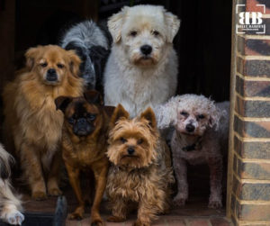 sos vieux chiens