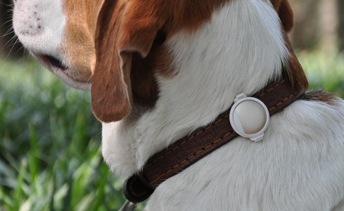 capteur-d-activite-fit-petkit