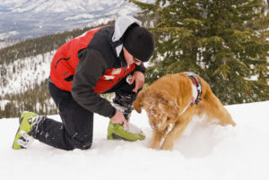 chien dans la neige