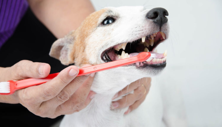 chien qui se brosse les dents