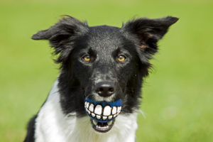 chien dents