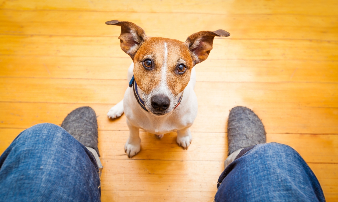 Son chien tourne sa tête à 180 degrés et devient une star sur Instagram