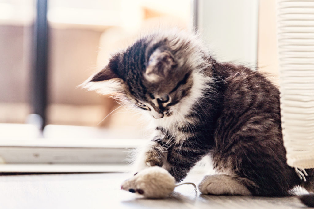 La checklist quand on adopte un chaton WanimoBuzz