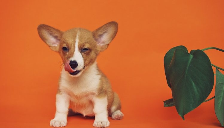 Bébé corgi avec une plante