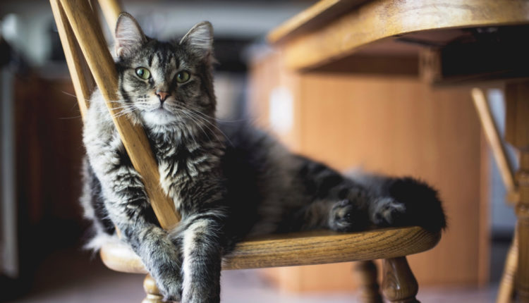 Cat picture on chair