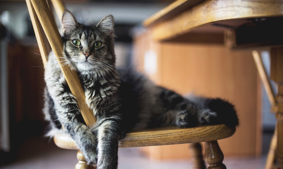 Cat picture on chair