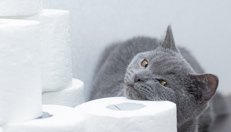 chat qui joue avec du papier toilette